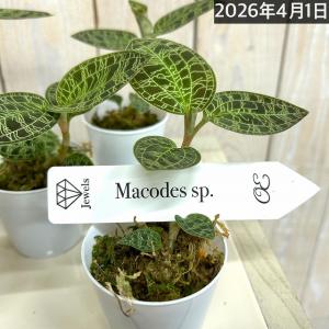 ジュエルオーキッド マコデス sp. 2号(個...の詳細画像5