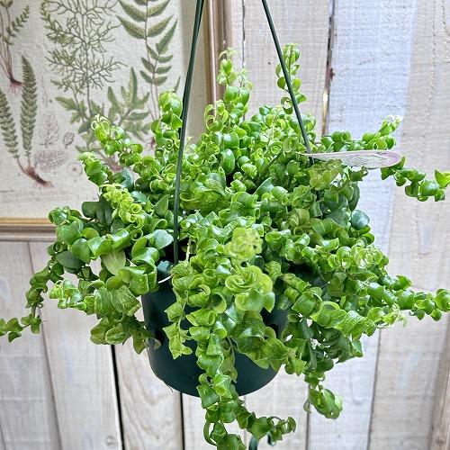 【斑少なめ】エスキナンサス サンライズ 斑入り 5号吊り底面給水鉢　観葉植物 インテリア 室内 オシ...