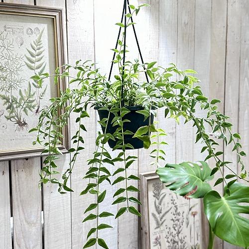 ホヤ ベラ(サクララン セブンスター)【現在花なし】 5号吊り鉢　観葉植物 インテリア 室内 オシャ...