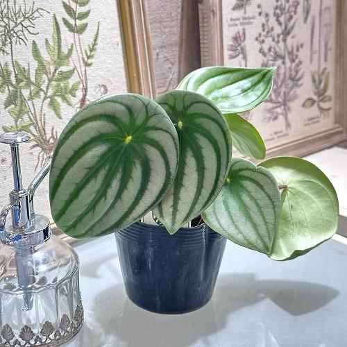 観葉植物　スイカペペ(ペペロミア サンデルシー) 3.5号ポット(おまかせ1鉢)　インテリア 室内 ...