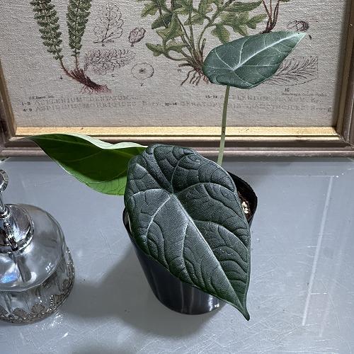 訳あり特価 観葉植物　アロカシア ドラゴンムーン 3号(おまかせ1鉢)　インテリア 室内 オシャレ ...