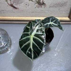 観葉植物 アロカシア ベイビー 3号 インテリア...の商品画像