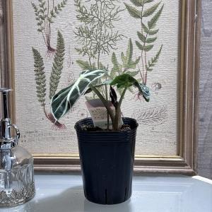 観葉植物 アロカシア ベイビー 3号 インテリ...の詳細画像1