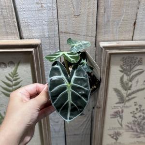 観葉植物 アロカシア ベイビー 3号 インテリ...の詳細画像2