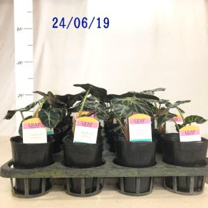 観葉植物 アロカシア ベイビー 3号 インテリ...の詳細画像4