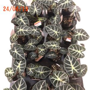 観葉植物 アロカシア ベイビー 3号 インテリ...の詳細画像5