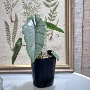 観葉植物 アロカシア メタリックブルー 3号ロ...の詳細画像1