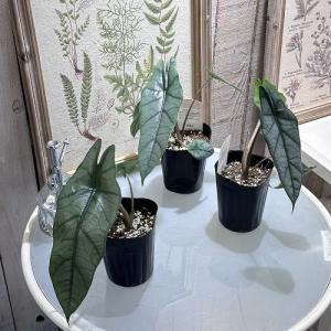 観葉植物 アロカシア メタリックブルー 3号ロ...の詳細画像3