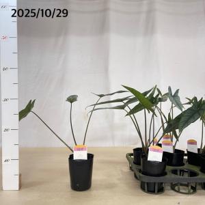 観葉植物 アロカシア メタリックブルー 3号ロ...の詳細画像4