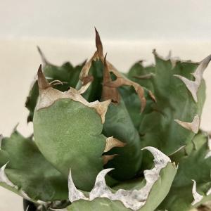 現品限り】チレコドン・レウコスリクス【C65】 Tylecodon leucothrix