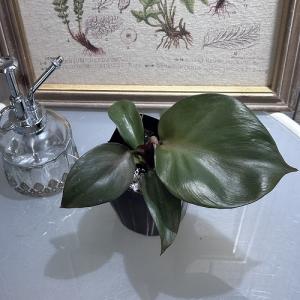 希少! 観葉植物　フィロデンドロン レッドハート 3.5号　インテリア 室内 オシャレ カワイイ 可愛い 室内