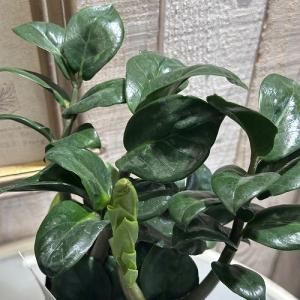 矮性種 ザミオクルカス ゼンジー(PVP) 3...の詳細画像1