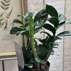 矮性種 ザミオクルカス ゼンジー(PVP) 3...の詳細画像2