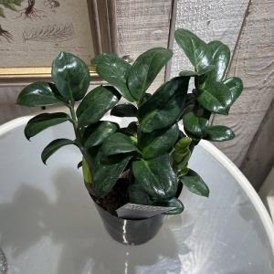 矮性種 ザミオクルカス ゼンジー(PVP) 3...の詳細画像3