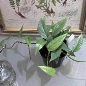 多肉植物 ハブカズラ(ピナツム) セブブルー 3...の商品画像