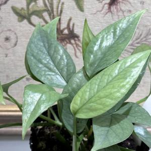 多肉植物 ハブカズラ(ピナツム) セブブルー ...の詳細画像1