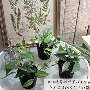 多肉植物 ハブカズラ(ピナツム) セブブルー ...の詳細画像3