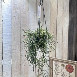 観葉植物 ホヤ(サクララン) レツーサ 3.5号...の商品画像