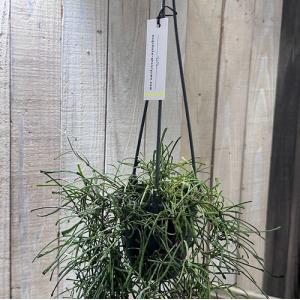 観葉植物 ホヤ(サクララン) レツーサ 3.5...の詳細画像1
