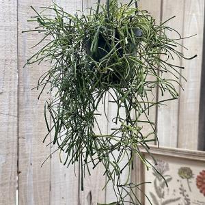 観葉植物 ホヤ(サクララン) レツーサ 3.5...の詳細画像2