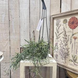 観葉植物 ホヤ(サクララン) レツーサ 3.5...の詳細画像3