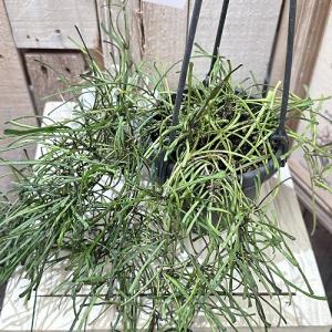 観葉植物 ホヤ(サクララン) レツーサ 3.5...の詳細画像4