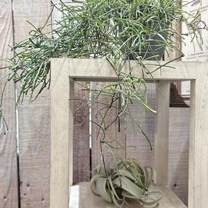 観葉植物 ホヤ(サクララン) レツーサ 3.5...の詳細画像5
