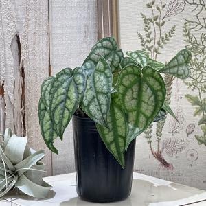 オールドノリタケ 日陶 朱地白菊 花瓶 フラワーベース（特大）28cm
