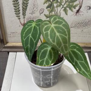 観葉植物)アンスリウム レッドダークフェニックス ハイブリッド 観葉植物)アンスリウム レッドダークフェニックス ハイブリッド