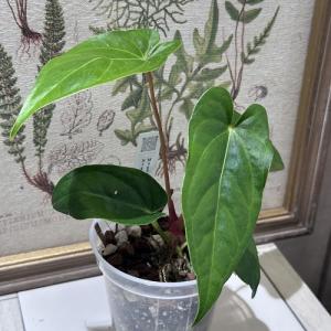 観葉植物 アンスリウム ドラヤキ×シルバーブラッシュ 3.5号透明 観葉植物 アンスリウム ドラヤキ×シルバーブラッシュ 3.5号透明