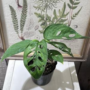 観葉植物：フィカス ベンジャミン レジナルド*プラポット : 遊恵