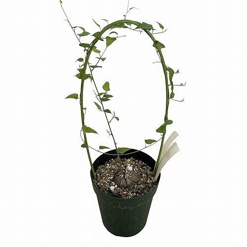 塊根植物 コーデックス　銀葉亀甲竜(ディオスコレア ヘミクリプタ) 'Hemicrypta' 4号 ...