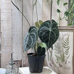 アンスリウム ワロクアナム “ダークナロー” Anthurium