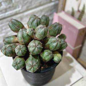 【訳あり特価】多肉植物 ユーフォルビア(ユーホ...の詳細画像1