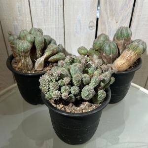 【訳あり特価】多肉植物 ユーフォルビア(ユーホ...の詳細画像2