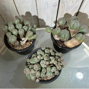 【訳あり特価】多肉植物 ユーフォルビア(ユーホ...の詳細画像3