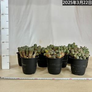 【訳あり特価】多肉植物 ユーフォルビア(ユーホ...の詳細画像4