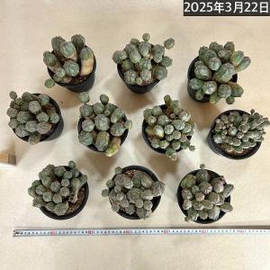 【訳あり特価】多肉植物 ユーフォルビア(ユーホ...の詳細画像5