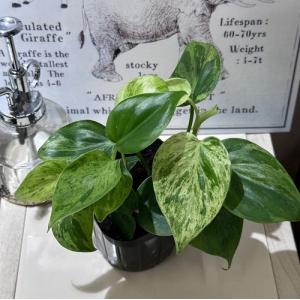 観葉植物 フィロデンドロン ヘデラカム バリエガ...の商品画像