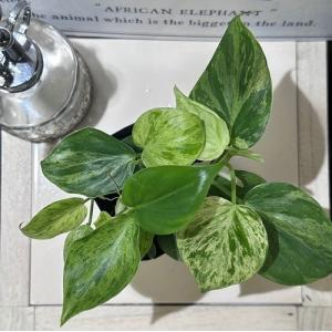 観葉植物 フィロデンドロン ヘデラカム バリエ...の詳細画像1