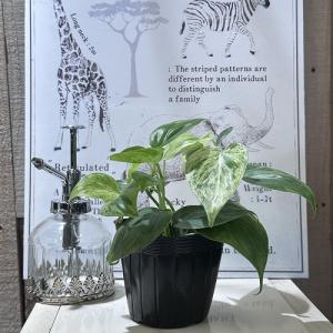 観葉植物 フィロデンドロン ヘデラカム バリエ...の詳細画像2