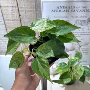 観葉植物 フィロデンドロン ヘデラカム バリエ...の詳細画像3