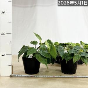 観葉植物 フィロデンドロン ヘデラカム バリエ...の詳細画像4