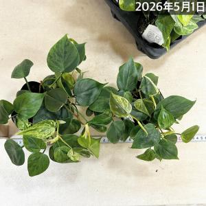 観葉植物 フィロデンドロン ヘデラカム バリエ...の詳細画像5