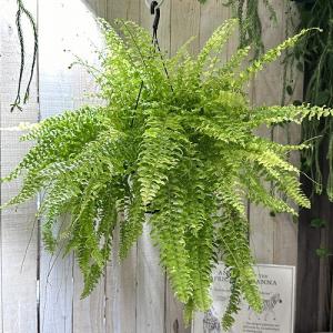 シダ　ネフロレピス エクサルタータ タイガー 5号吊り鉢　観葉植物 吊り下げ 吊るす ハンギング インテリアグリーン 室内園芸 オシャレ カワイイ 可愛い