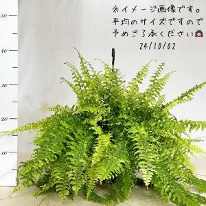 シダ ネフロレピス エクサルタータ タイガー ...の詳細画像4