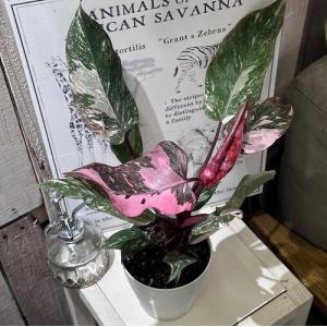 フィロデンドロン マーブルピンクプリンセス 4号...の商品画像