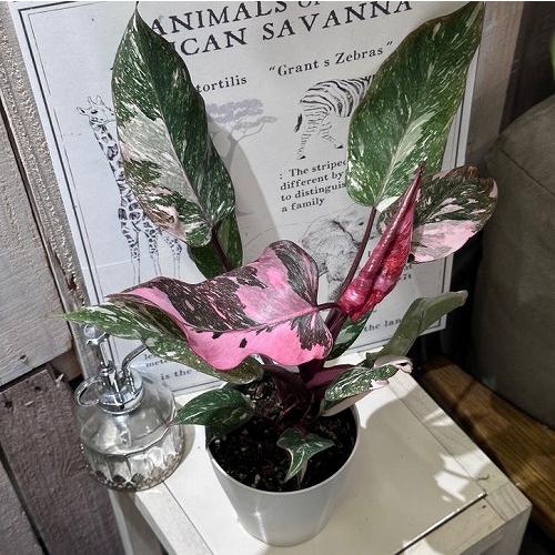 フィロデンドロン マーブルピンクプリンセス 4号白鉢(個体おまかせ1鉢)　観葉植物 インテリアグリー...