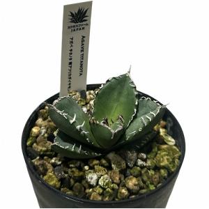 多肉植物：アガベ ピンキー*幅5cm 現品！一品限り : 遊恵盆栽