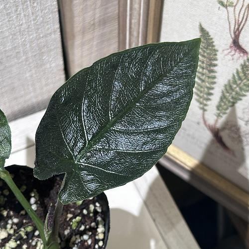 アロカシア アントロベルベット 3号ロングポット(個体おまかせ1鉢)　レア 希少種 珍しい 観葉植物...